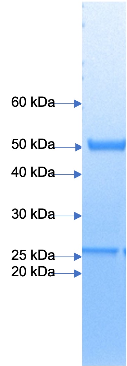 Anti-PD-1(Opdivo)(Nivolumab biosimilar) mAb